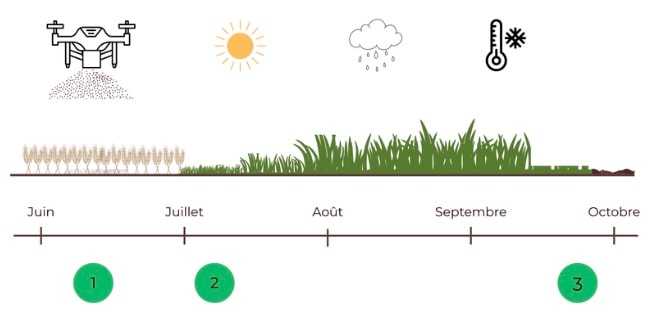 Schéma semis par drone