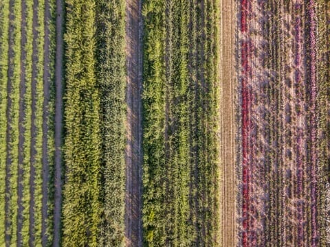 Vue aérienne NDVI parcelle